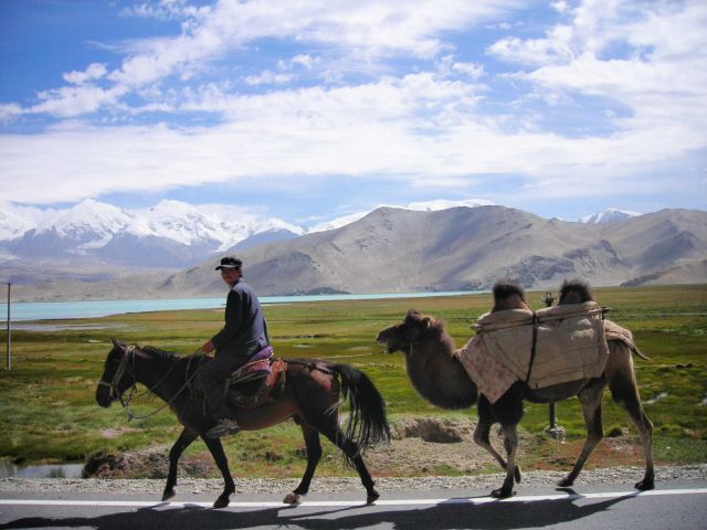 karakul-camels