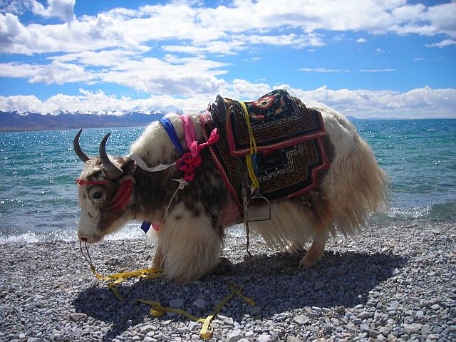 white yak at Namtso